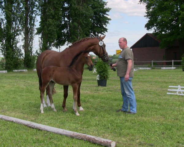 Deckhengst C.. (Westfale, 2013, von Cornet Obolensky)