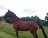 dressage horse Zidane (Danish Warmblood, 2008, from Zack)