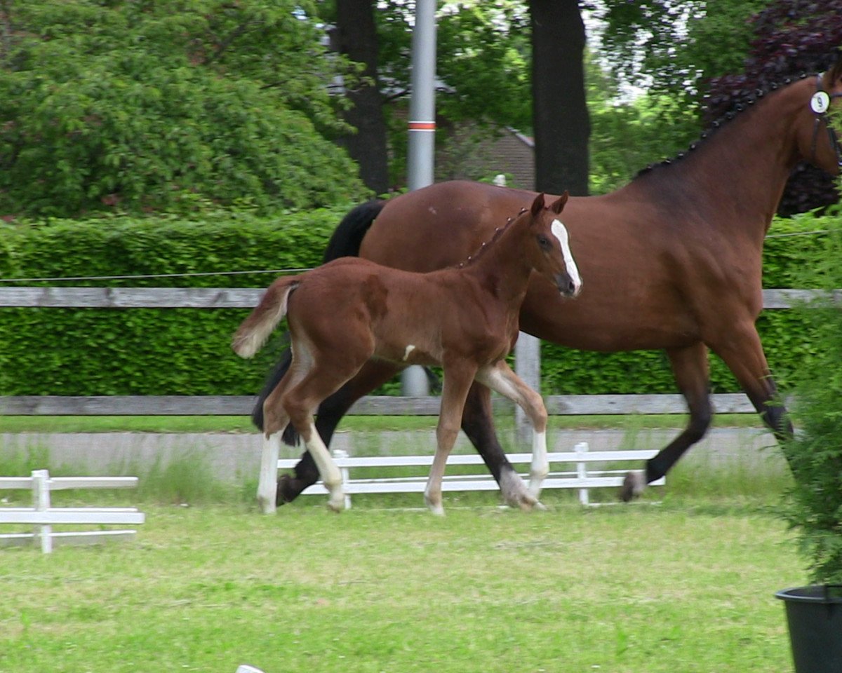 jumper Carlos (Westphalian, 2013, from Colestus)