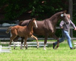 Springpferd Carla Columna (Westfale, 2013, von Cup Cooper)