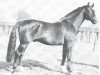 stallion Julianus (Westphalian, 1948, from Jungritter)
