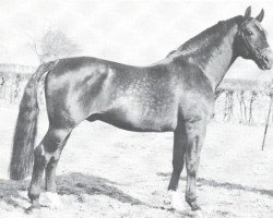 stallion Julianus (Westphalian, 1948, from Jungritter)