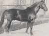 stallion Julius (Westphalian, 1959, from Julianus)