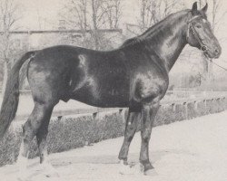 stallion Julius (Westphalian, 1959, from Julianus)