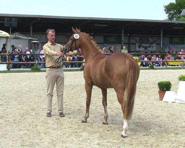 broodmare Chima (German Riding Pony, 2010, from FS Champion de Luxe)