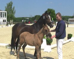 dressage horse Hengst von Dornier B (German Riding Pony, 2013, from Dornier B)