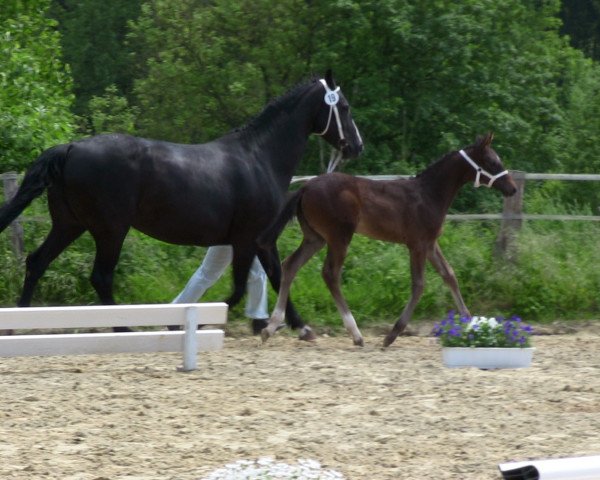 dressage horse Stute von Daley Thompson (Westphalian, 2013, from Daley Thompson)