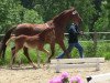 dressage horse Paddington W (Westphalian, 2013, from Peking)