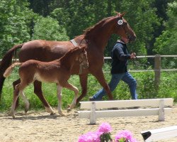 dressage horse Paddington W (Westphalian, 2013, from Peking)