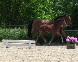 jumper Anguilla L (Westphalian, 2013, from Legendario Listo)