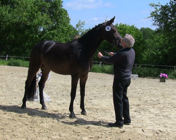 horse Stute von Flangan (Westphalian, 2010, from Flanagan)