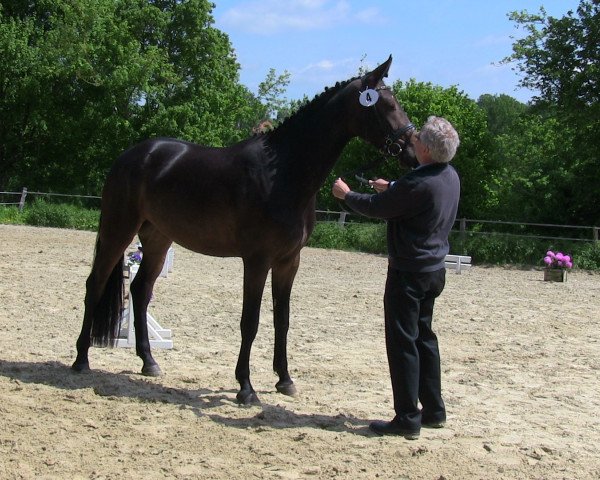 Pferd Stute von Flangan (Westfale, 2010, von Flanagan)