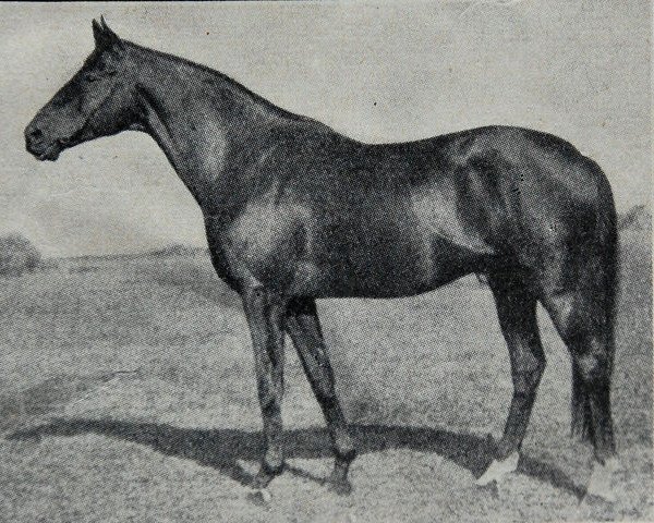 stallion Wallenstein xx (Thoroughbred, 1917, from Dark Ronald xx)