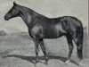 stallion Wallenstein xx (Thoroughbred, 1917, from Dark Ronald xx)