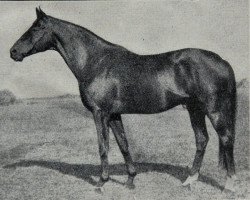 stallion Wallenstein xx (Thoroughbred, 1917, from Dark Ronald xx)