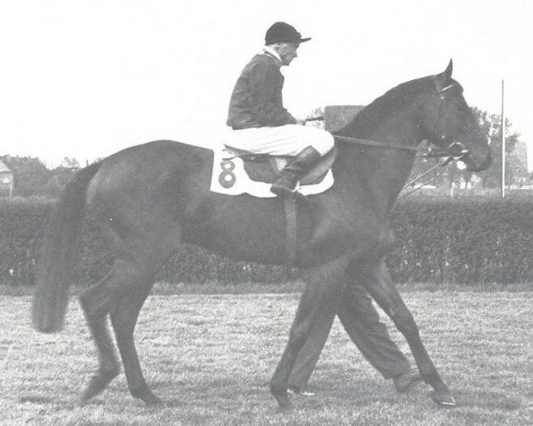 stallion Adonis xx (Thoroughbred, 1952, from Magnat xx)