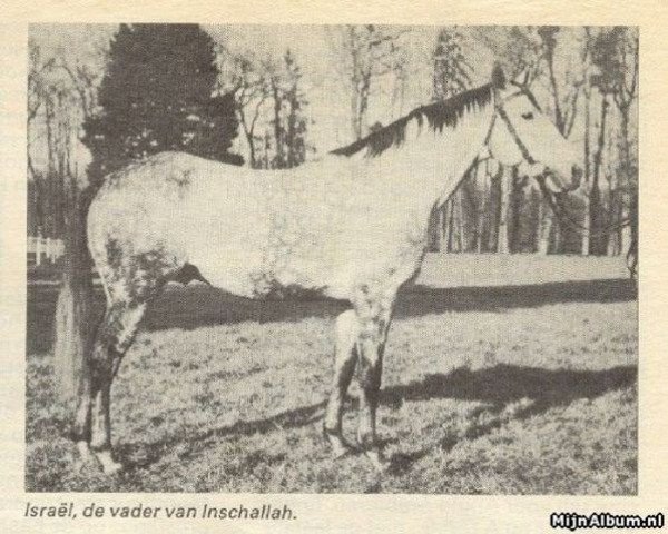 stallion Israel AA (Anglo-Arabs, 1953, from Fantaisiste II AA)