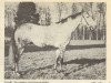 horse Israel AA (Anglo-Arabs, 1953, from Fantaisiste II AA)