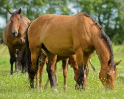 broodmare Thess Tame (Selle Français, 2007, from Quaprice Z)