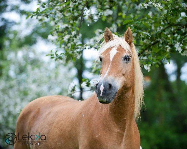 broodmare Usadora (25% ox) (Edelbluthaflinger, 1996, from Gamet)