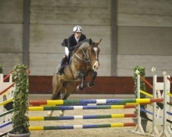 jumper Zeplin M (KWPN (Royal Dutch Sporthorse), 2004, from Chin Chin)