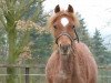 Springpferd Maximus (Belgisches Reitpony, 2012, von Majan's Sunny Boy)