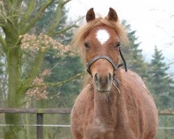 jumper Maximus (Belgian Riding Pony, 2012, from Majan's Sunny Boy)