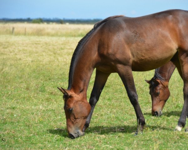 Zuchtstute Groseille Tame (Selle Français, 2016, von Cornet Obolensky)