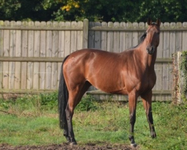 broodmare Capella Tame (Selle Français, 2012, from Conrad de Hus)