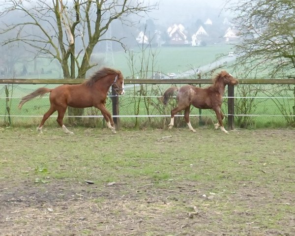stallion Sunny Daylight (German Riding Pony, 2011, from Majan's Sunny Boy)