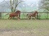 stallion Sunny Daylight (German Riding Pony, 2011, from Majan's Sunny Boy)