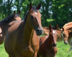 broodmare Valbone Tame (Selle Français, 2009, from L'Arc de Triomphe)