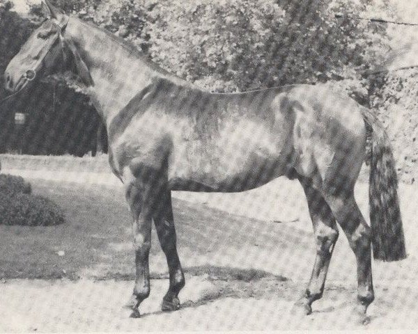 stallion Fürstenberg (Westphalian, 1976, from Frühling)