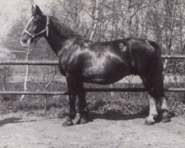 broodmare Niki (KWPN (Royal Dutch Sporthorse), 1961, from Sinaeda)