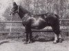 broodmare Niki (KWPN (Royal Dutch Sporthorse), 1961, from Sinaeda)