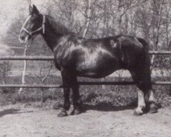 Zuchtstute Niki (KWPN (Niederländisches Warmblut), 1961, von Sinaeda)