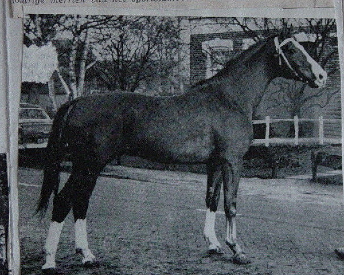 Deckhengst Kassander (Trakehner, 1963, von Carajan)
