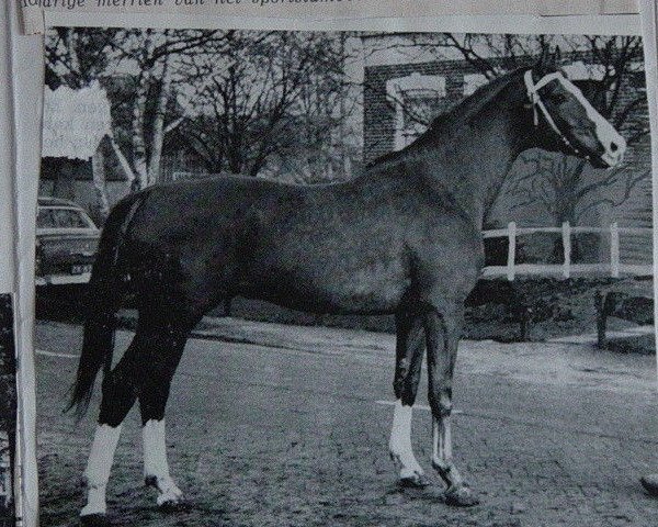 stallion Kassander (Trakehner, 1963, from Carajan)