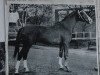 stallion Kassander (Trakehner, 1963, from Carajan)