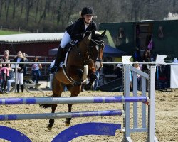 jumper Blue Joker (German Riding Pony, 2008, from Montreal)