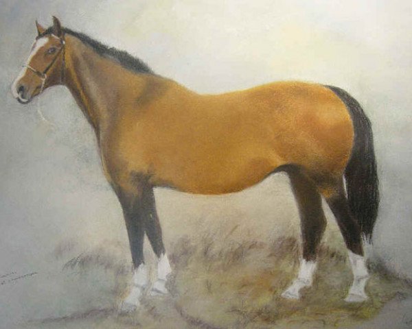 Zuchtstute Zaniki (Koninklijk Warmbloed Paardenstamboek Nederland (KWPN), 1981, von Joost)