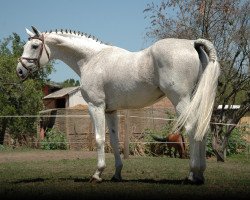 horse Iliado (Oldenburg, 1994, from Ile de Bourbon)