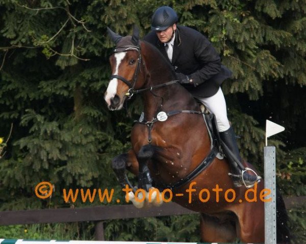 Springpferd Culcha-Candela R (Westfale, 2008, von Cornado NRW)