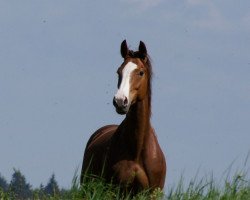 broodmare Rojo Hada (Westphalian, 2001, from Royal Angelo I)