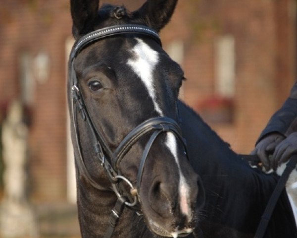 dressage horse Denaria 2 (Zweibrücken, 2007, from Birkhofs Denario)