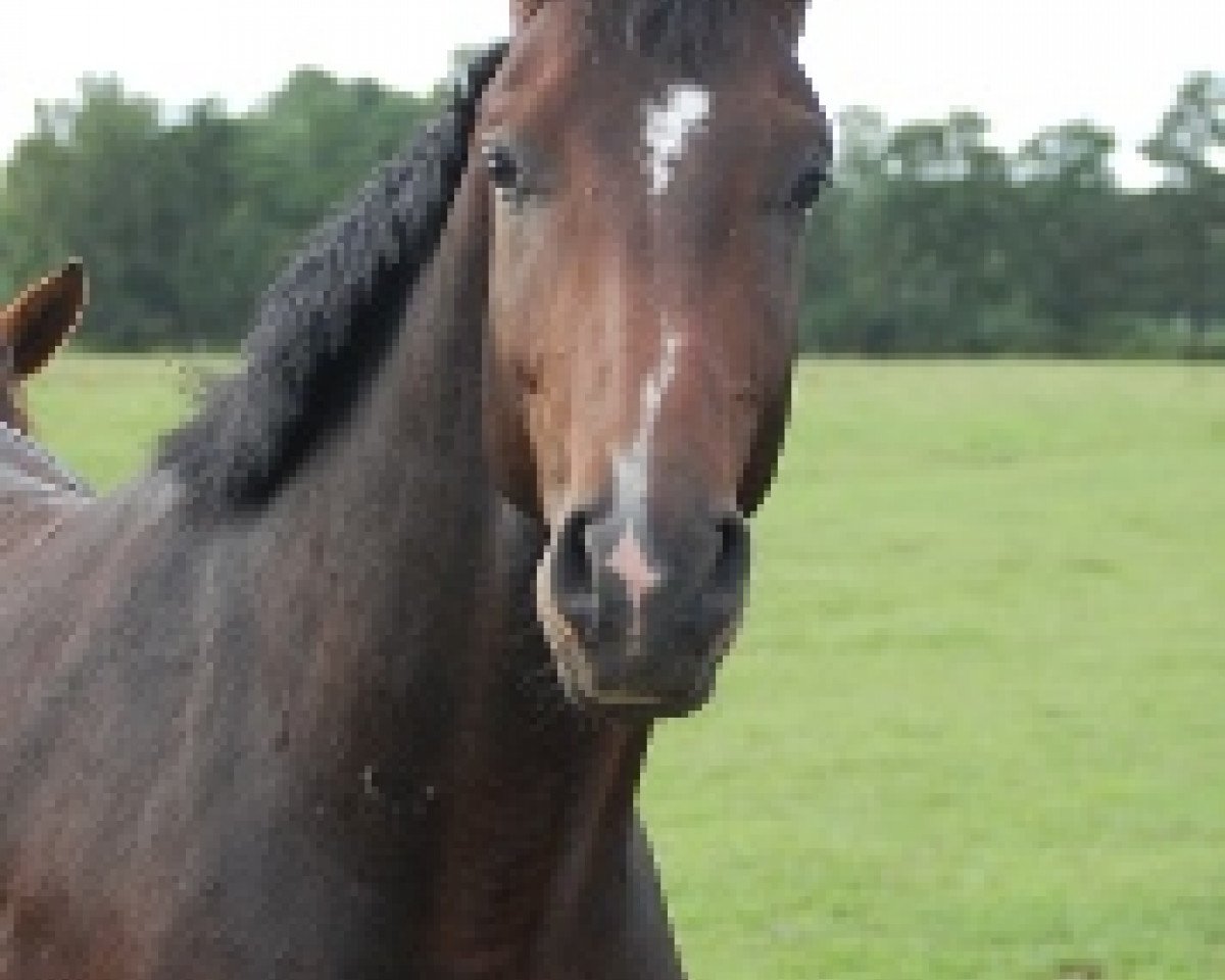 horse Dallesandro (Oldenburg, 2010, from Don Romantic)