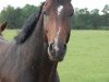 dressage horse Dallesandro (Oldenburg, 2010, from Don Romantic)