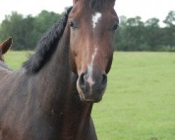 dressage horse Dallesandro (Oldenburg, 2010, from Don Romantic)