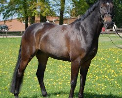 broodmare Ribhanna (Hanoverian, 2005, from Rosario 37)