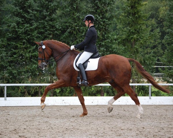 dressage horse Jever Fun (Oldenburg, 2006, from Jazz Time)